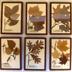 Framed Botanical Specimens