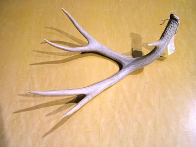 Deer Antler, Whitetail