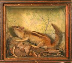 Chipmunk, Eastern, School Loan Collection