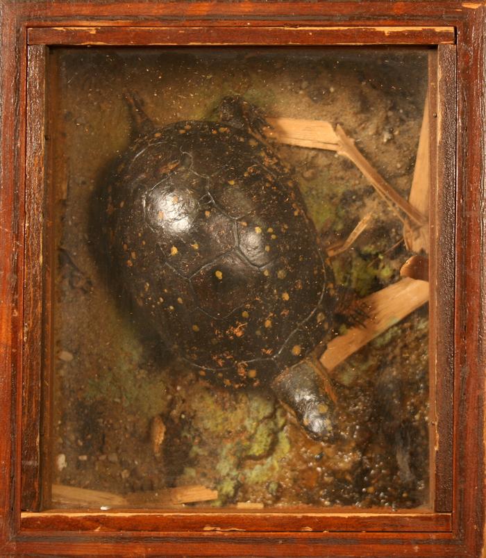 Turtle, Spotted, School Loan Collection