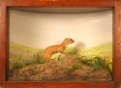 Weasel, Least, School Loan Collection