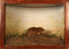 Mole, Star-nosed, School Loan Collection