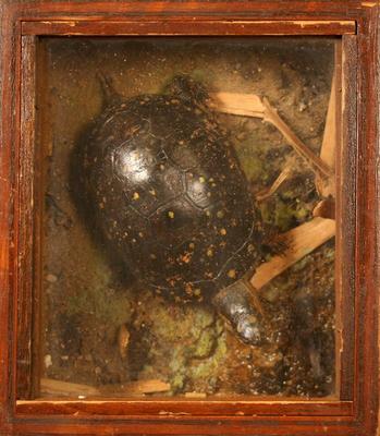 Turtle, Spotted, School Loan Collection