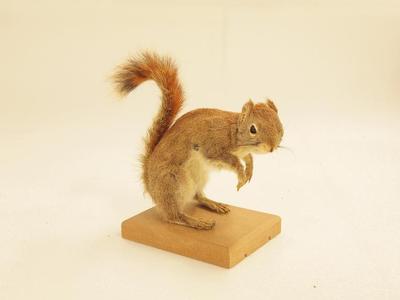 Red Squirrel