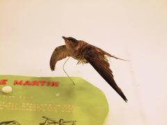 Purple Martin (mount)