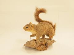 Fox Squirrel