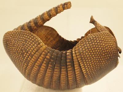 Armadillo Carapace