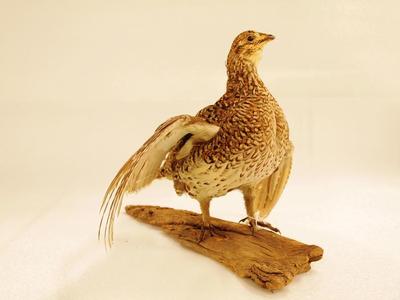 Sharp Tail Grouse (mount)