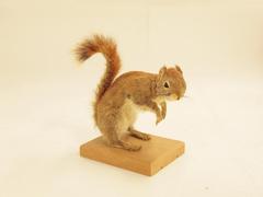 Red Squirrel