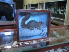 Squirrel, Fox, School Loan Collection