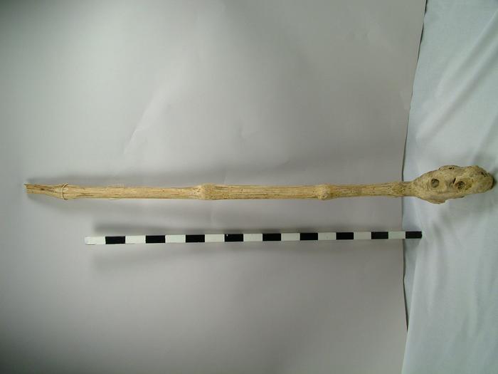 Kava Root