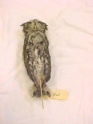 Eastern Screech Owl (skull)