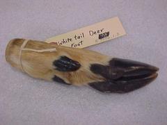 Deer Foot