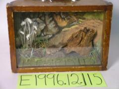 Shrew, School Loan Collection
