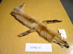 Study Skin, Fox