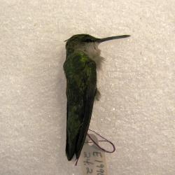 Mounted Study Skin, Ruby-throated Hummingbird