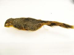 Fox Squirrel, Juvenile Male (sciurus Niger), Study Skin