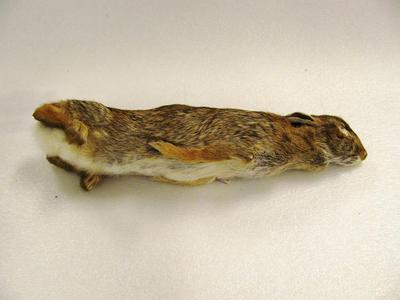 Mounted Study Skin, Cottontail Rabbit (adult)