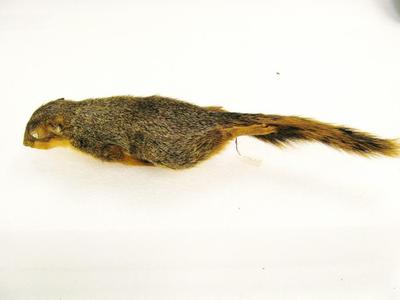 Fox Squirrel, Juvenile Male (sciurus Niger), Study Skin