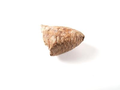 Mammoth (molar)