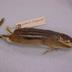 Eastern Chipmunk