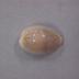 Trade Shell