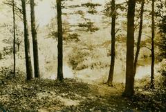 Photograph, Trees And Stream
