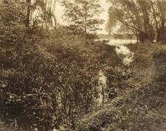 Photograph, Marsh