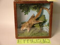 Squirrel, Flying, School Loan Collection
