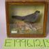 Catbird, School Loan Collection
