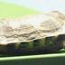 Wood Turtle, School Loan Collection