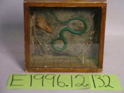 Snake, Green, School Loan Collection
