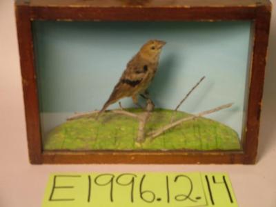 Cowbird, School Loan Collection