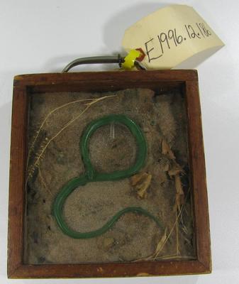 Snake, Green, School Loan Collection