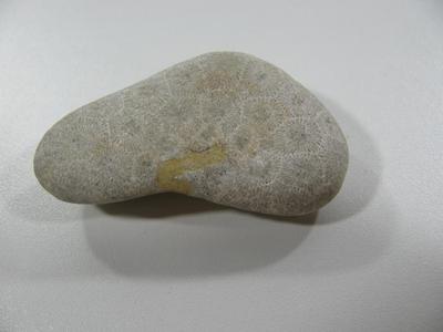 Petoskey Stone