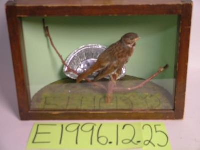 Sparrow, Fox, School Loan Collection
