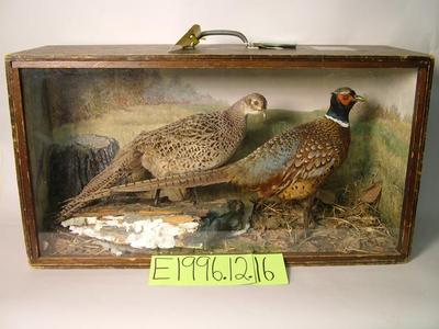 Pheasant, School Loan Collection