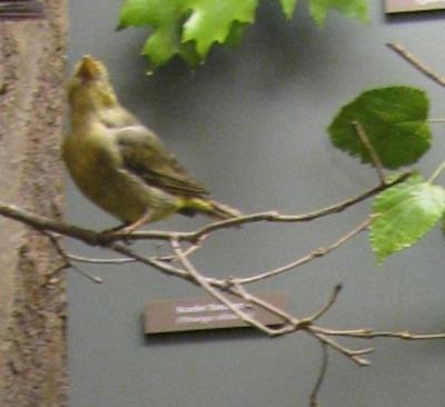 Bird Skin, Red-eyed Vireo