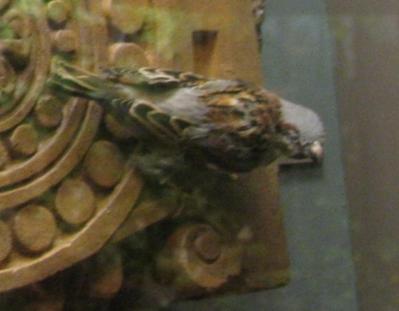 Bird Mount, English Sparrow, Female