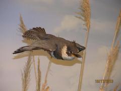 Kingfisher, Belted, School Loan Collection (duplicate Record)
