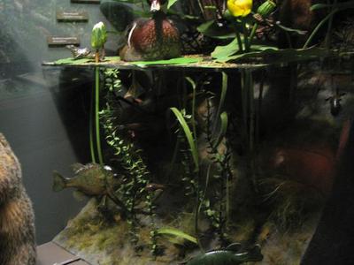 Turtle, Spotted