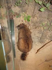 Raccoon, School Loan Collection