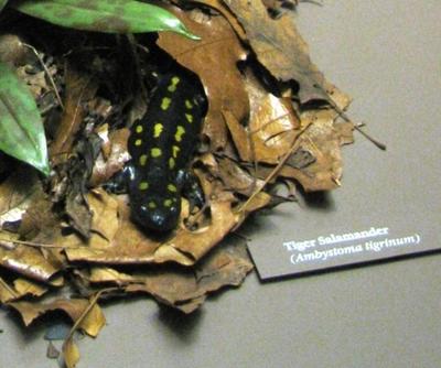 Salamander, Tiger