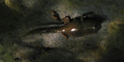 Salamander, Spotted