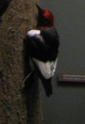 Bird Mount, Red-headed Woodpecker, Male
