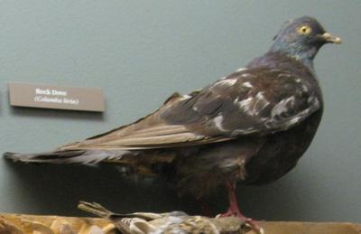 Pigeon (rock Dove)