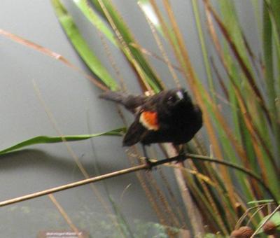 Blackbird, Red-winged, School Loan Collection