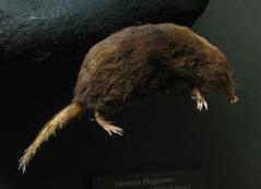 Star Nosed Mole