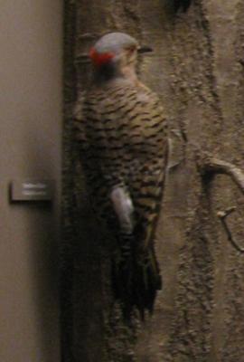 Bird Skin, Northern Flicker