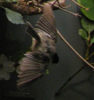 Bird Mount, Black-capped Chickadee, Female